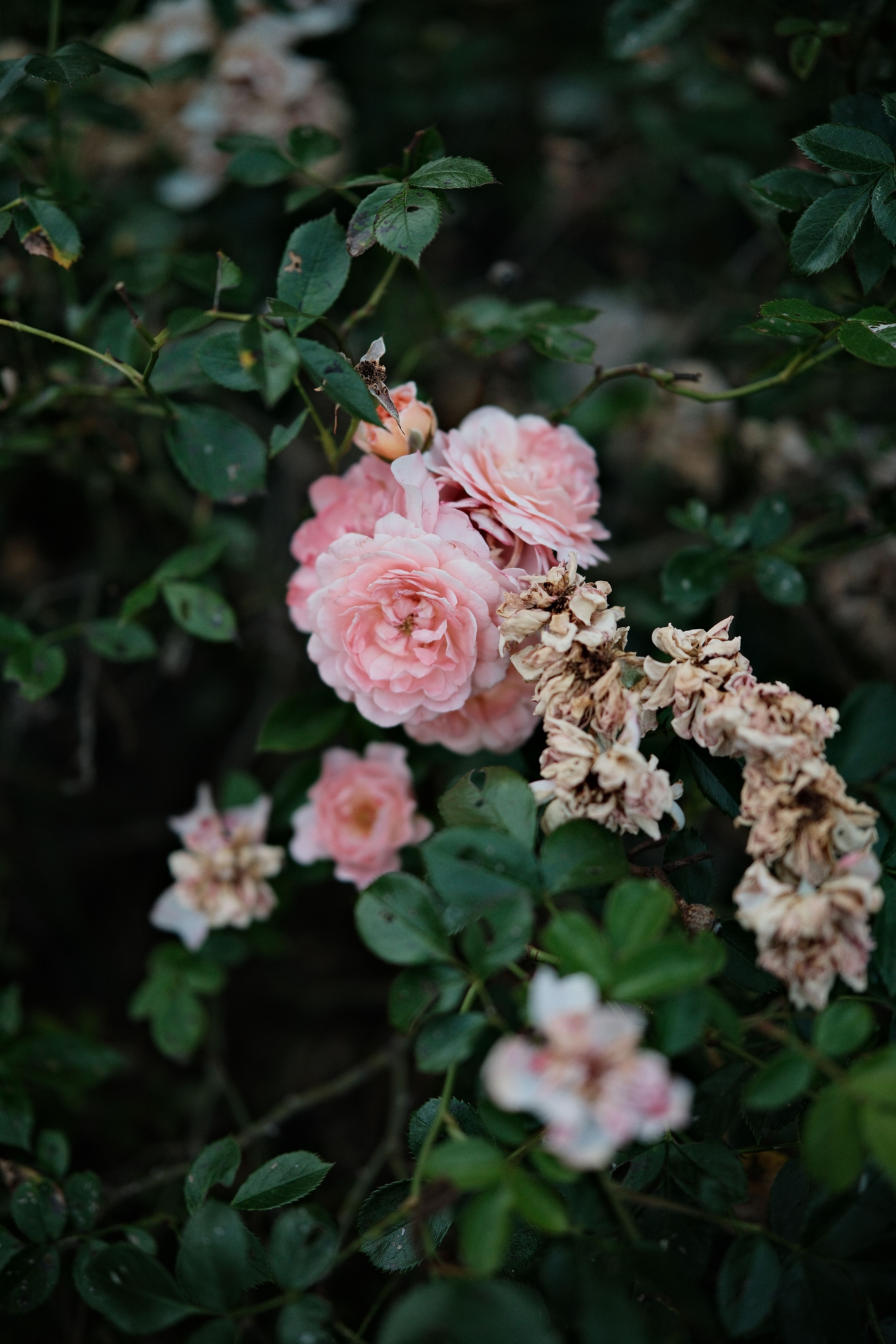 Another sample image.